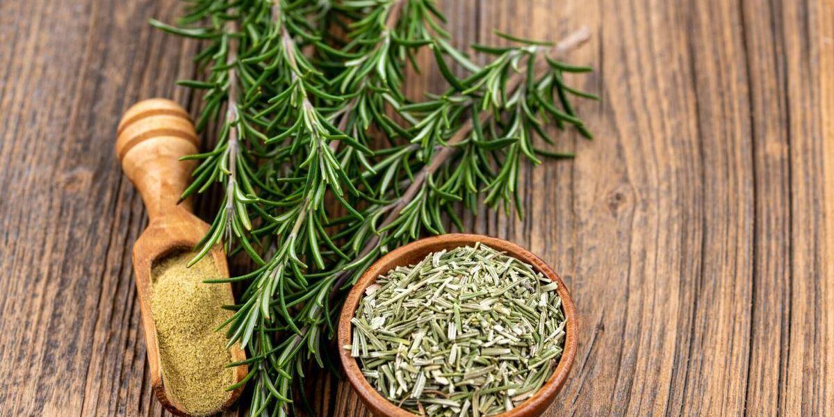 Plantas medicinales para mejorar la memoria y la concentración